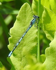Enallagma laterale