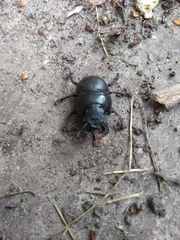Lethrus apterus