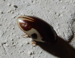 Chelonarium ornatum