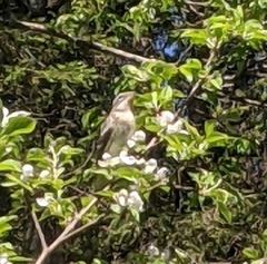 Pheucticus ludovicianus