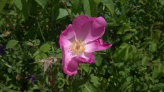 Rosa gallica