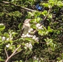 Pheucticus ludovicianus