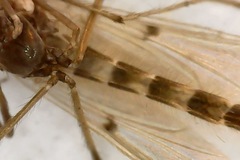 Chironomus