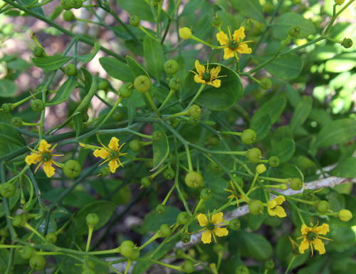 Ruda (Ruta graveolens) · iNaturalist Mexico