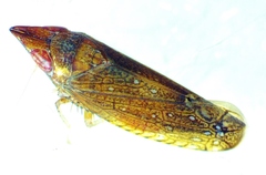 Scaphytopius rubellus