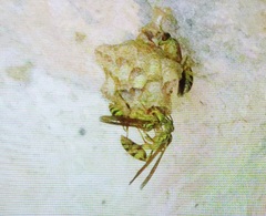 Mischocyttarus basimacula