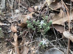 Sedum potosinum