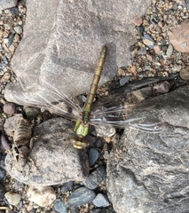 Ophiogomphus
