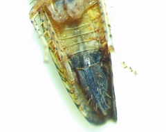 Scaphytopius rubellus