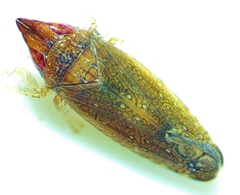 Scaphytopius rubellus