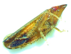 Scaphytopius rubellus