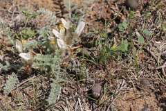 Astragalus dolichophyllus