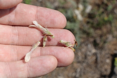 Astragalus dolichophyllus