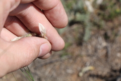 Astragalus dolichophyllus