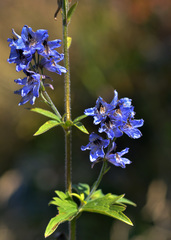 Delphinium iliense