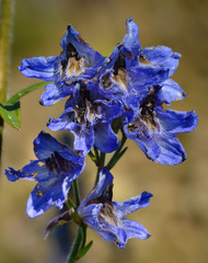 Delphinium iliense