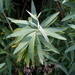 Bupleurum salicifolium - Photo (c) Michael 2020, algunos derechos reservados (CC BY-NC), subido por Michael 2020