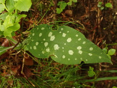 Pulmonaria stiriaca