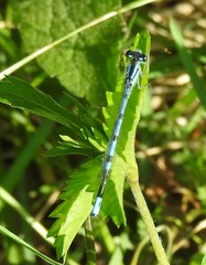 Enallagma laterale
