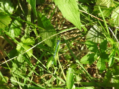 Enallagma laterale