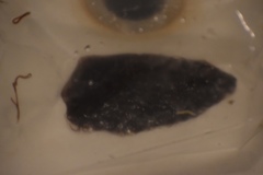 Lumbriculus variegatus