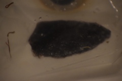 Lumbriculus variegatus