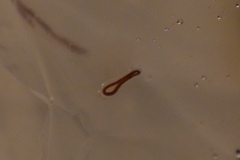 Lumbriculus variegatus