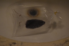 Lumbriculus variegatus
