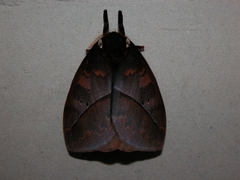 Automeris larra