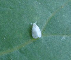 Aleyrodes proletella