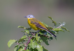 Motacilla flava beema