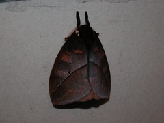 Automeris larra