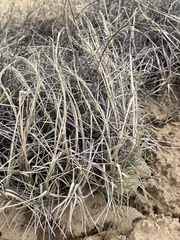 Muhlenbergia pungens