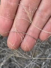 Muhlenbergia pungens
