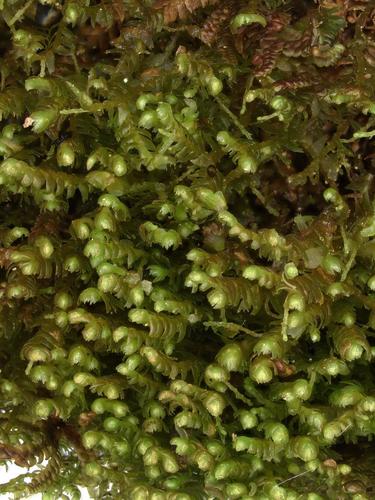 Bazzania flaccida