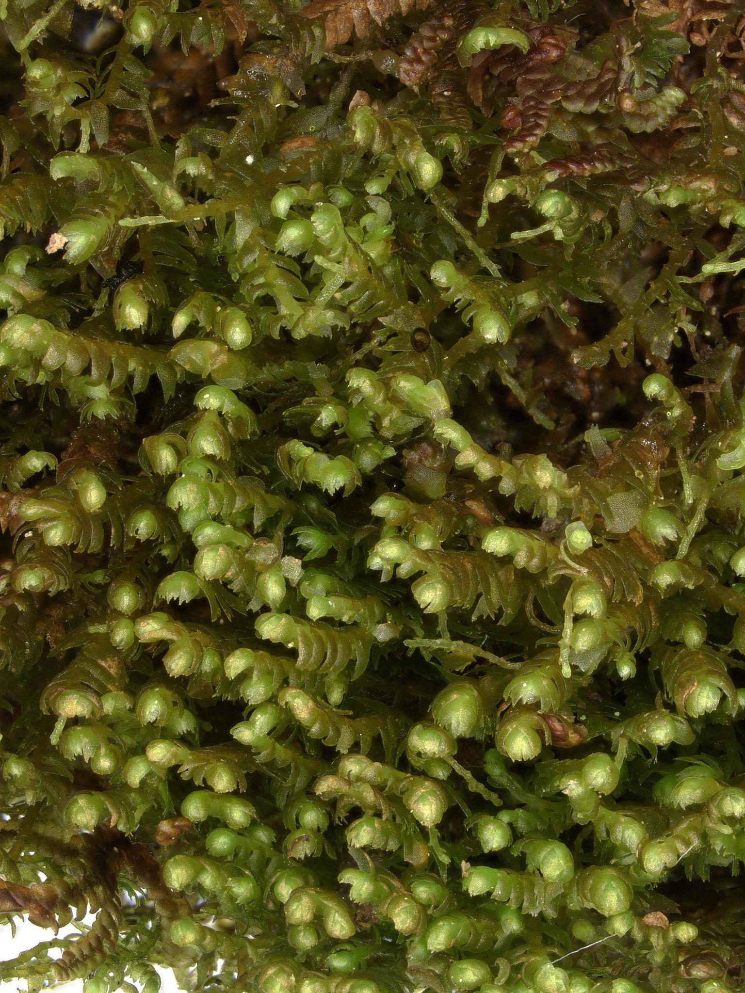 Bazzania flaccida