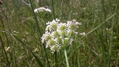 Oenanthe pimpinelloides