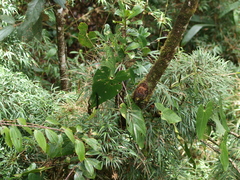 Anthurium nigrescens