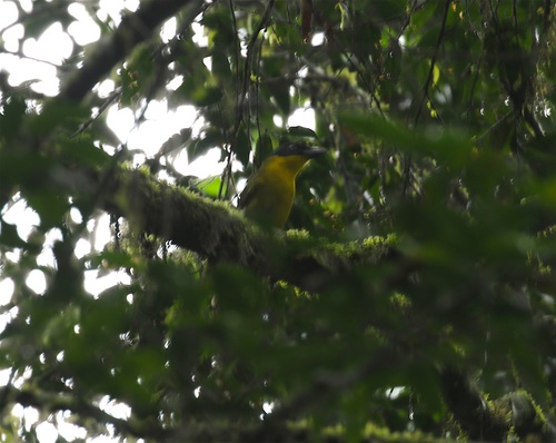 Uluguru Bushshrike (Malaconotus alius), photo 5