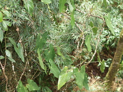 Anthurium nigrescens