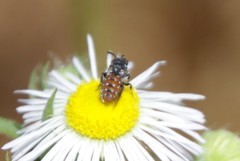 Holcopasites calliopsidis