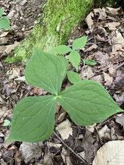 Trillium erectum