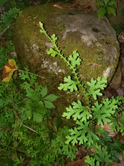 Selaginella apoda