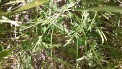 Oenanthe pimpinelloides