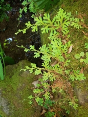 Selaginella apoda