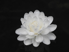 Victoria cruziana