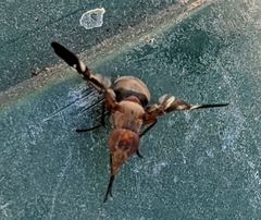 Delphinia picta