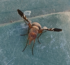 Delphinia picta