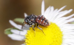 Holcopasites calliopsidis