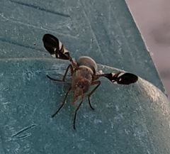 Delphinia picta